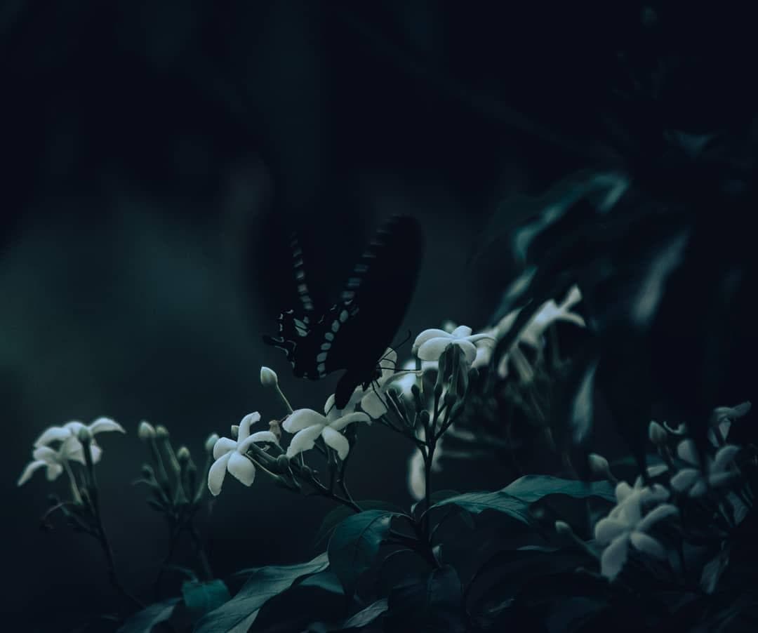 butterfly