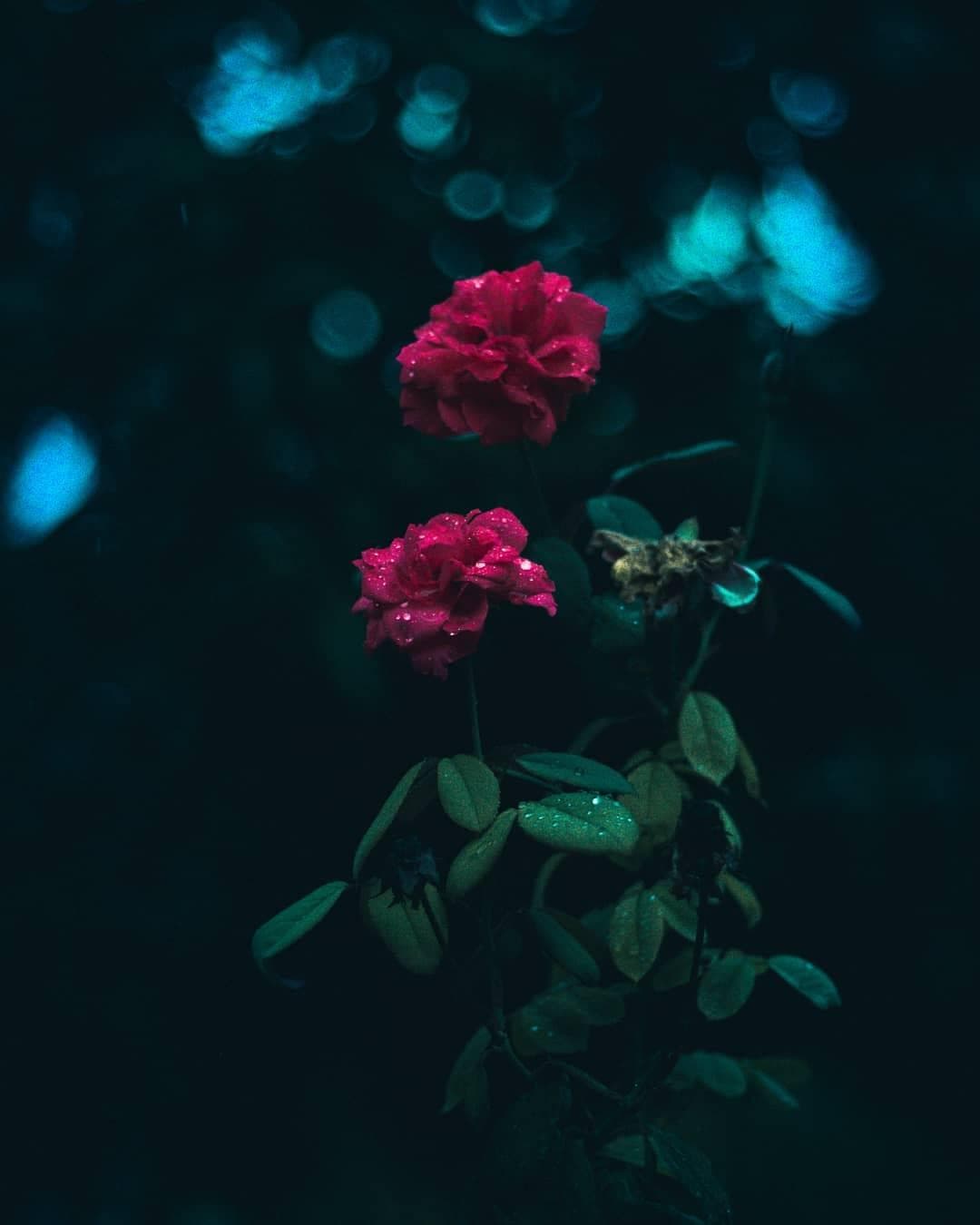 Roses
